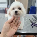 프란다스애견 이미지