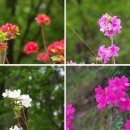 가림산둘레길 이미지