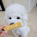 (주)준펫 이미지