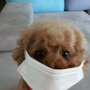 애견시대 이미지