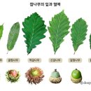 떡나무 티스토리
