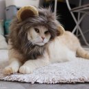 고양이 모자 이미지