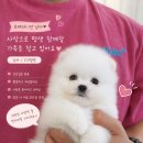 퍼피루미 - 1647 | 퍼피루미