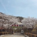 대구 3시간 이내! 벚꽃 만개 캠핑장 8곳 완벽 추천🌸 텐트 치고 꽃구경하기 딱 좋은 곳들