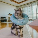 24시 와이즈 동물메디컬센터 이미지