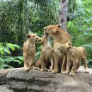 지안아트 코리아 이미지