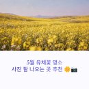 해수탕횟집식당 | 5월 국내 유채꽃 명소, 사진 잘 나오는 장소 추천