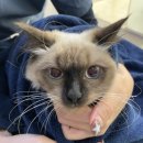 파랑새동물병원 이미지