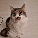 펫츠플레이트 이미지