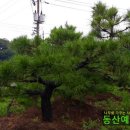 예림조경 네이버블로그