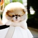 강아지분양 퍼피베이비 이미지