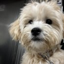 보들 반려견 미용실 이미지