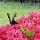 제비네 농장2 이미지