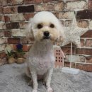 댕이픽업 이미지