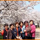 전주 군산간 벚꽃축제 이미지