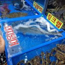 가락시장 수산시장 | 대게 받고 방어회까지 거북수산, 싱싱해 수산 포장 후기 [내돈내산]