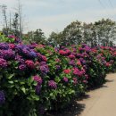 안성리-2 이미지