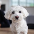 JUST DOG 이미지