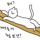 슬기로운 집사생활 이미지