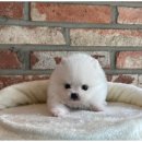 도그마루강아지고양이 - 양천구 오목로 345 | 도그마루강아지고양이