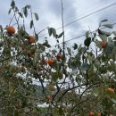 산양키우는 가 이미지