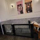 슈슈댕 천안두정점 | 천안 슈슈댕 셀프애견목욕 애견스파 후기 보들보들해