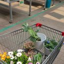 농협유통하나로클럽 용인점 | 애니시다, 데모르, 몬스테라 데려왔어요! 일산 대화 화훼단지 쇼핑 후기