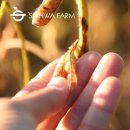 대두농장 | 국산 햇 왕태 10kg, 메주·장 담그기용 대두의 프리미엄 선택