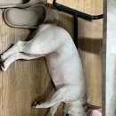 드린겐 애견테마파크 이미지