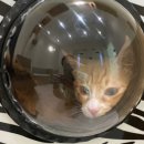 제이제이 메디컬 이미지