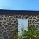 권태농장 | [제주도/귤따기체험] 카페귤한가 후기 / 귤도 따고 쥬스도 먹고!!