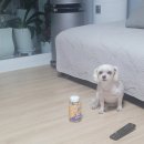 멍냥펀치 이미지