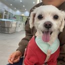 해든동물병원 | 의정부 민락동 동물병원 의정부24시해든동물병원 후기