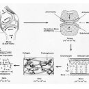 관절연골(articular cartilage)의 생체역학 이미지