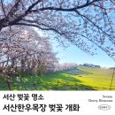 연두목장 | 서산한우목장 웰빙산책로 벚꽃 실시간 개화 현황(4월 8일)