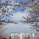 예쁜 벚꽃 구경 하세요ㅡ대구 두류공원 벚꽃ㅡ쌍계사 벚꽃길 ㅡ보문단지 드론 영상ㅡ진해 하동 경주 벚꽃 ㅡ 이미지