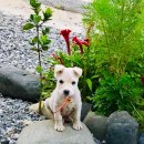 정선이야기 이미지