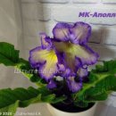 바이올렛 이미지