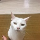 솔로몬게임랜드 이미지