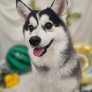 젤리펫살롱 with 아로마 이미지