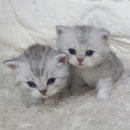 고양이전문점 허니캣 이미지