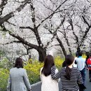 중랑천변1(노원교) | 중랑천 벚꽃축제 서울 봄나들이 명소 먹골역 장안 벚꽃길 산책 후기