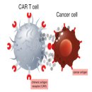 암치료의 혁신 &#39;면역항암제 cancer immunotherapy&#39; 찰스 그레이버 이미지