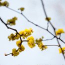 금대에코힐링캠핑장 이미지