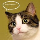 낭만고양이 네이버블로그