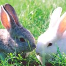 두마리토끼 이미지