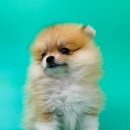 응답하라 몽몽이 이미지