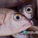 물고기수산 이미지