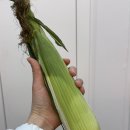 초당옥수수 맛 차이 칼로리 달달하지 다이어트 솔직 후기