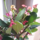 은아네집 이미지